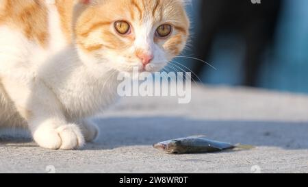 Die gelbe Katze isst einen Fisch auf dem Boden. Bodenniveau von Katze und Fisch. Stockfoto
