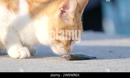 Die gelbe Katze isst einen Fisch auf dem Boden. Bodenniveau von Katze und Fisch. Stockfoto