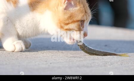 Die gelbe Katze isst einen Fisch auf dem Boden. Bodenniveau von Katze und Fisch. Stockfoto