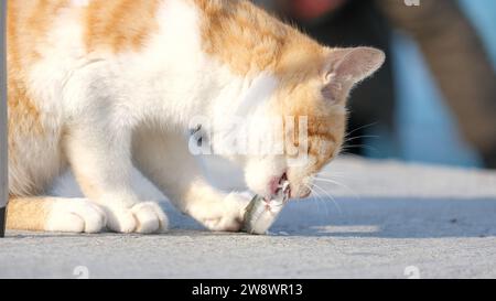 Die gelbe Katze isst einen Fisch auf dem Boden. Bodenniveau von Katze und Fisch. Stockfoto