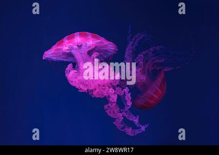 Schwimmende Quallen unter Wasser, Aquariumpool mit pinkfarbenem Neonlicht. Die südamerikanische Seekessel Chrysaora plocamia in blauem Wasser, Ozean. Th Stockfoto