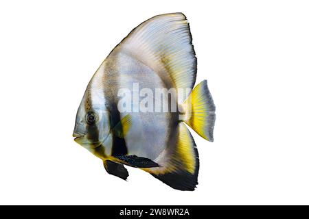 Schöner heller Fisch Platax teira, Langflossenfledermausfisch isoliert auf weißem Hintergrund. Tropische Aquarienfische, Haustier, Wasserorganismen, Unterwassertiere Stockfoto