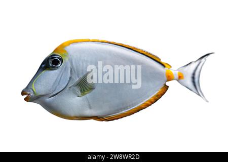 NASO Lituratus Acanthuridae tropische Aquarienfische, Orangespine Einhörnfische isoliert auf weißem Hintergrund. Ozean, Meer, Wasser, Unterwasserwelt. Stockfoto