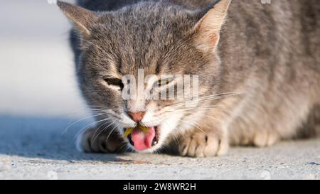 Graue Katze isst einen Fisch auf dem Boden. Fischschwanz im Katzenmund. Selektiver Fokus. Offener Bereich. Stockfoto