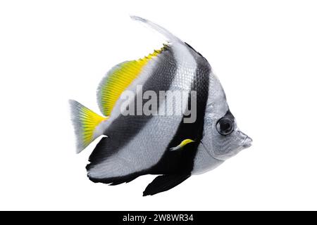 Heniochus acuminatus, Pennant Coralfish, Riffbannerfish, Kutscher isoliert auf weißem Hintergrund. Wasser, Unterwasser, Meereslebewesen. Wunderschönes Aquarium Stockfoto