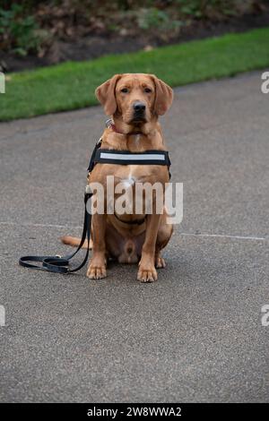 Ascot, Berkshire, Großbritannien. Dezember 2023. Sprengstoff-Hund Olly bei der Arbeit auf der Ascot Racecourse in Berkshire beim Howden Christmas Racing Weekend. Quelle: Maureen McLean/Alamy Live News Stockfoto