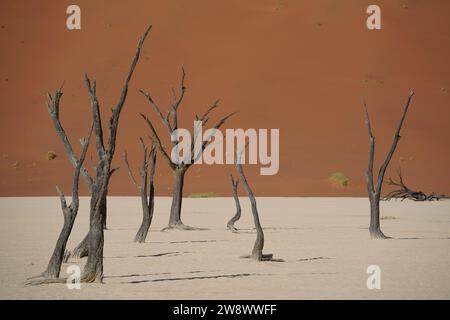 Tote Bäume und Orangendünen in der Wüste, Sossusvlei, Namibia Stockfoto