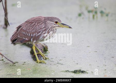 Unreifer Schwarzkronen-Nachtreiher (Nycticorax nycticorax) im Circle B Bar Reserve, Florida, USA Stockfoto