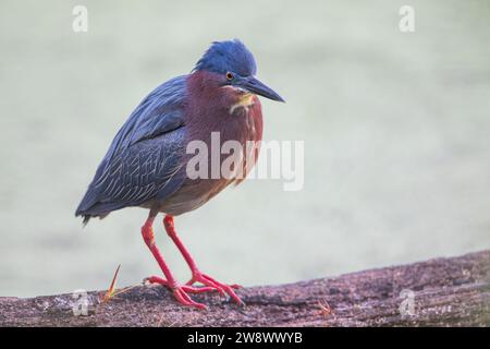 Green Reiher (Butorides virescens) Jagd auf Fisch, Circle B Bar Reserve, Florida, USA Stockfoto