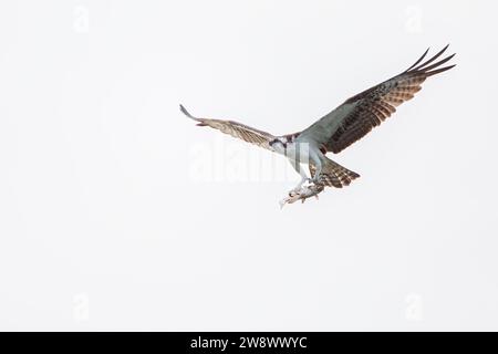 Osprey (Pandion haliaetus) fliegt mit Fischen im Circle B Bar Reserve, Florida, USA Stockfoto