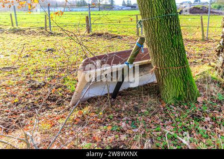 Landwirtschaftliches Grundstück mit grünem Gras und rostiger Wanne, das sich auf Bäumen stützt, Zäune und Bauernhöfe im Hintergrund, sonniger nebeliger Herbsttag in Zutendaal Limburg, Belgien Stockfoto