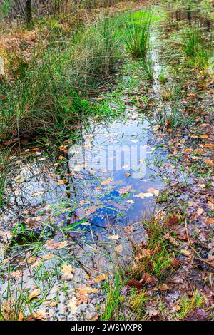 Nahaufnahme des Regenwassers, das einen Wanderweg überschwemmt, matschiges Gelände, wildes grünes Gras und braune trockene Blätter mit Sonnenlicht-Reflexion auf der Oberfläche, Herbsttag Stockfoto