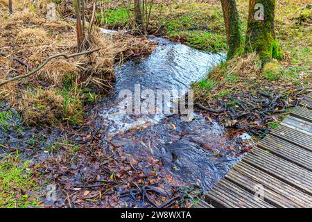 Bach Wasser fließt über matschigen Boden zwischen trockenem Wildgras und Moos im Hintergrund, Herbsttag im Hoge Kempen Nationalpark, Lieteberg Zutendaal Limbu Stockfoto