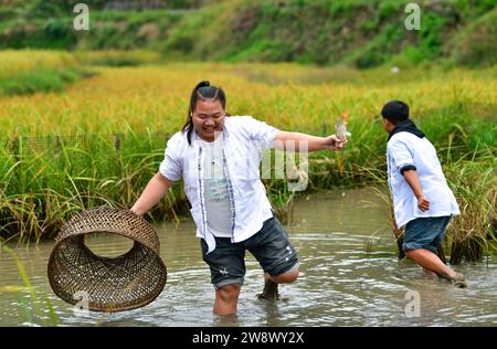 (231222) -- PEKING, 22. Dezember 2023 (Xinhua) -- Jugendliche fangen nach der Herbsternte im Dorf Huanggang in der Gemeinde Shuangjiang, Kreis Liping, südwestchinesische Provinz Guizhou, 5. Oktober 2023 Fisch auf dem Reisfeld. Hier wurde ein grüner und nachhaltiger Landwirtschaftsmodus angewandt, der Reis- und Fischanbau kombiniert und zu einer deutlichen Steigerung der lokalen landwirtschaftlichen Erträge beigetragen hat. Als China die Wiederbelebung des ländlichen Raums vorantrieb, sind immer mehr junge Menschen aus den Städten auf das Land zurückgekehrt, das jetzt vor Möglichkeiten strotzt. Als Landwirte der neuen Generation oder Jungunternehmer sind sie oft dabei Stockfoto