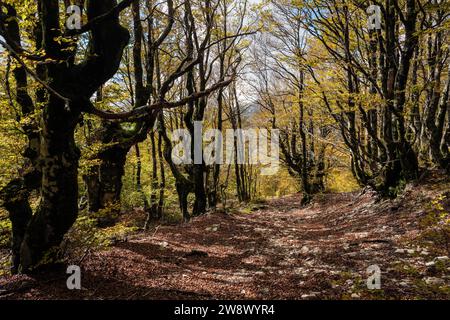 Buchen im Herbst, Lovćen Nationalpark, Montenegro Stockfoto