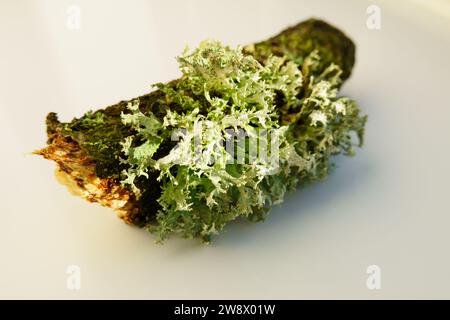 Mönche Hood Flechte, Hypogymnia Physodes, auf einem Stück Zweig vor hellem Hintergrund. Stockfoto