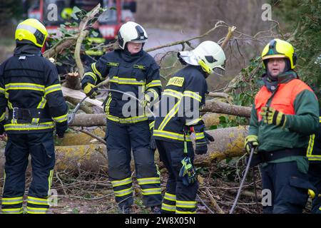 22. Dezember 2023, Mecklenburg-Vorpommern, Altefähr: Feuerwehrleute der Freiwilligen Feuerwehren Stralsund und Altefähr räumen einen gefallenen Baum in Gustrowerhöfen bei Altefähr. Allein im Landkreis Vorpommern-Rügen musste die Feuerwehr aufgrund von Sturmschäden auf Dutzende von Ausrufen reagieren. Der Deutsche Wetterdienst warnte bis Freitag vor Sturmwinden – vor allem an der Küste westlich von Rostock bis Vorpommern. Foto: Stefan sauer/dpa Stockfoto