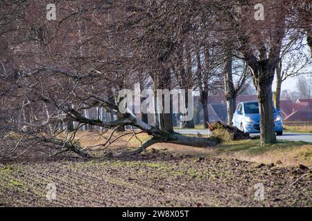 22. Dezember 2023, Mecklenburg-Vorpommern, Altefähr: Ein umgefallener Baum liegt auf einem Feld an einer Straße bei Altefähr. Allein im Landkreis Vorpommern-Rügen musste die Feuerwehr aufgrund von Sturmschäden auf Dutzende von Ausrufen reagieren. Der Deutsche Wetterdienst warnte bis Freitag vor Sturmwinden – vor allem an der Küste westlich von Rostock bis Vorpommern. Foto: Stefan sauer/dpa Stockfoto