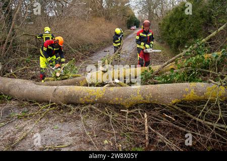 22. Dezember 2023, Mecklenburg-Vorpommern, Altefähr: Feuerwehrleute der Freiwilligen Feuerwehren Stralsund und Altefähr räumen einen gefallenen Baum in Gustrowerhöfen bei Altefähr. Allein im Landkreis Vorpommern-Rügen musste die Feuerwehr aufgrund von Sturmschäden auf Dutzende von Ausrufen reagieren. Der Deutsche Wetterdienst warnte bis Freitag vor Sturmwinden – vor allem an der Küste westlich von Rostock bis Vorpommern. Foto: Stefan sauer/dpa Stockfoto