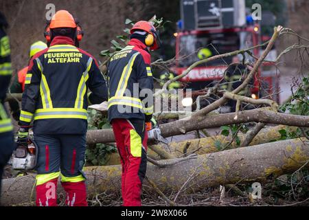 22. Dezember 2023, Mecklenburg-Vorpommern, Altefähr: Feuerwehrleute der Freiwilligen Feuerwehren Stralsund und Altefähr räumen einen gefallenen Baum in Gustrowerhöfen bei Altefähr. Allein im Landkreis Vorpommern-Rügen musste die Feuerwehr aufgrund von Sturmschäden auf Dutzende von Ausrufen reagieren. Der Deutsche Wetterdienst warnte bis Freitag vor Sturmwinden – vor allem an der Küste westlich von Rostock bis Vorpommern. Foto: Stefan sauer/dpa Stockfoto