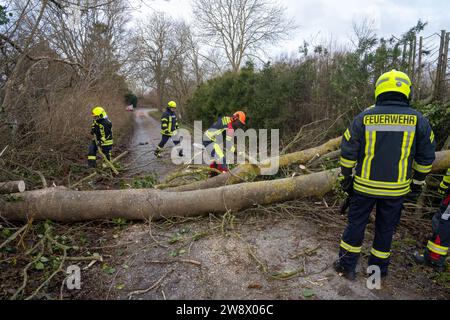 22. Dezember 2023, Mecklenburg-Vorpommern, Altefähr: Feuerwehrleute der Freiwilligen Feuerwehren Stralsund und Altefähr räumen einen gefallenen Baum in Gustrowerhöfen bei Altefähr. Allein im Landkreis Vorpommern-Rügen musste die Feuerwehr aufgrund von Sturmschäden auf Dutzende von Ausrufen reagieren. Der Deutsche Wetterdienst warnte bis Freitag vor Sturmwinden – vor allem an der Küste westlich von Rostock bis Vorpommern. Foto: Stefan sauer/dpa Stockfoto