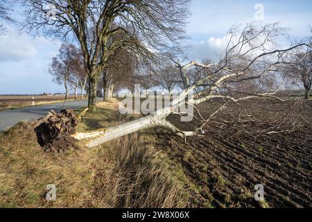 22. Dezember 2023, Mecklenburg-Vorpommern, Altefähr: Ein umgefallener Baum liegt auf einem Feld an einer Landstraße bei Altefähr. Allein im Landkreis Vorpommern-Rügen musste die Feuerwehr aufgrund von Sturmschäden auf Dutzende von Ausrufen reagieren. Der Deutsche Wetterdienst warnte bis Freitag vor Sturmwinden – vor allem an der Küste westlich von Rostock bis Vorpommern. Foto: Stefan sauer/dpa Stockfoto