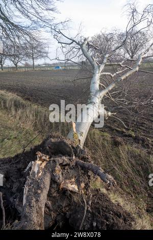 22. Dezember 2023, Mecklenburg-Vorpommern, Altefähr: Ein umgefallener Baum liegt auf einem Feld an einer Straße bei Altefähr. Allein im Landkreis Vorpommern-Rügen musste die Feuerwehr aufgrund von Sturmschäden auf Dutzende von Ausrufen reagieren. Der Deutsche Wetterdienst warnte bis Freitag vor Sturmwinden – vor allem an der Küste westlich von Rostock bis Vorpommern. Foto: Stefan sauer/dpa Stockfoto