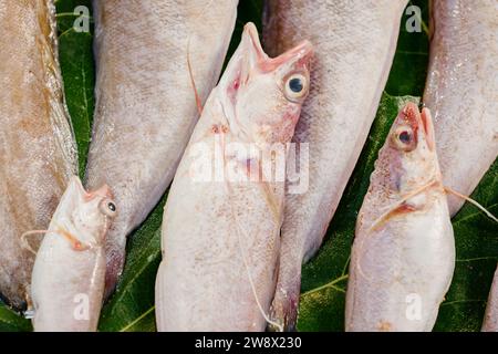 Fisch auf einem Markt Stockfoto