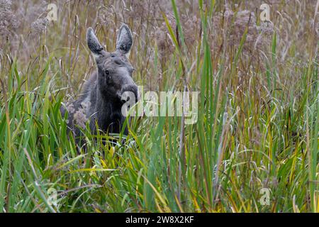 Elch (Alces alces) im Schilfgras Stockfoto