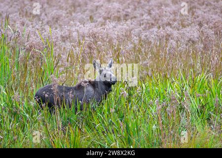 Elch (Alces alces) im Schilfgras Stockfoto