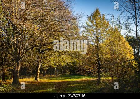 Großbritannien, England, Kechsen, Goostrey, University of Manchester, Jodrell Bank Arboretum im Herbst Stockfoto