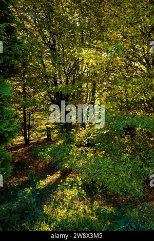 Großbritannien, England, Kechsen, Goostrey, University of Manchester, Jodrell Bank Arboretum, Sonnenlicht durch Blätter im Herbst Stockfoto