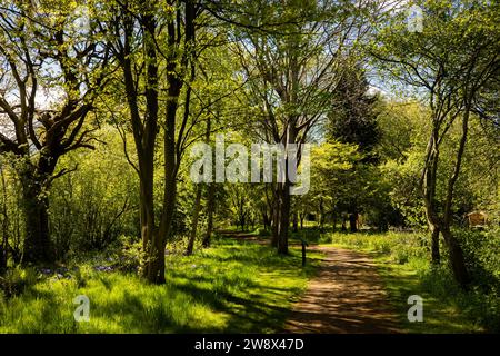 Großbritannien, England, Cheshire, Goostrey, University of Manchester, Jodrell Bank Arboretum, Pfad durch Wald Stockfoto