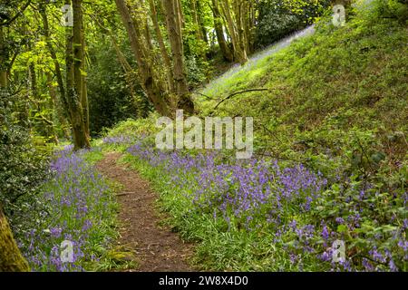 Großbritannien, England, Censhire, Congleton, Puddle Bank Lane, mit bluebell gefüllte Wälder auf dem Weg zum Congleton Edge Stockfoto