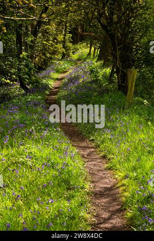 Großbritannien, England, Censhire, Congleton, Puddle Bank Lane, mit bluebell gefüllte Wälder auf dem Weg zum Congleton Edge Stockfoto