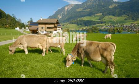 Kuh genießt die friedlichen Berge und das Grün der Schweiz Stockfoto