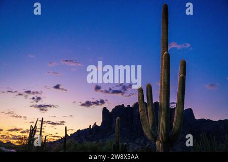 Wüstenlandschaft Sonnenaufgang Saguaro Kakteen Kakteen Teddybär Cholla im Lost Dutchman Park Phoenix Arizona Cylindropuntia bigelovii - Carnegiea gigantea Stockfoto