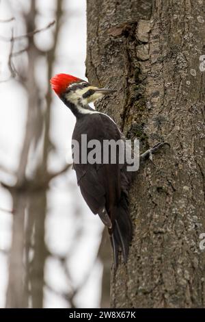 Pileated Woodspecht auf der Suche nach Nahrung in Ahornrinde im Wald Stockfoto