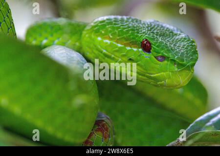 Nahaufnahme einer Trimeresurus Grubenviper im Doi Inthanon Regenwald, Thailand Stockfoto