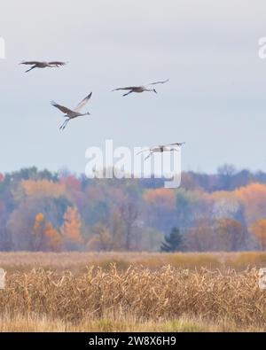 Sandhill Cranes gleiten im Herbst über ein Maisfeld Stockfoto