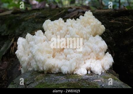 Großer weißer Bärenkopf-Zahnpilz, der auf gefallenen toten Bäumen im Wald wächst Stockfoto