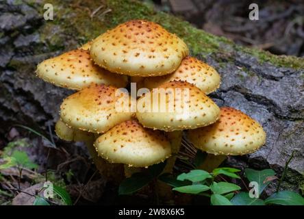 Scharfschuppiger Pholiota-Haufen, der auf einem umgestürzten Baum im Wald wächst Stockfoto