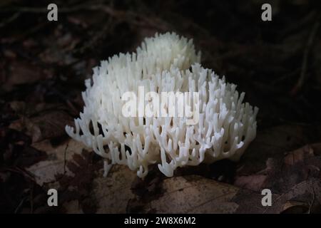 Nahaufnahme des weißen Korallenpilzes auf dunkelbraunem Waldboden Stockfoto