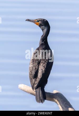 Doppelwandiger Kormoran, der auf totem Baumstamm über blauem Wasser steht Stockfoto