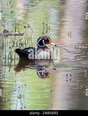 Männliche Holzente schwimmt im Frühling im überfluteten Waldgebiet Stockfoto