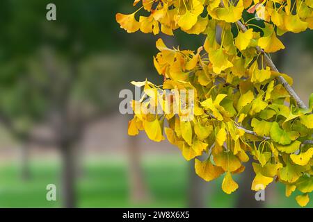 Herbstlaub auf einem Baum in einem Stadtpark mit verschwommenem Hintergrund von grünen Bäumen Stockfoto