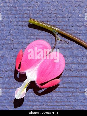 Eine rosafarbene blutende Herzblume (Lamprocapnos spectabilis) mit einem Stiel, der auf einem violetten Hintergrund aufliegt. Stockfoto