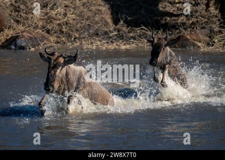 Blaugnus und Kalb galoppieren über den Fluss Stockfoto