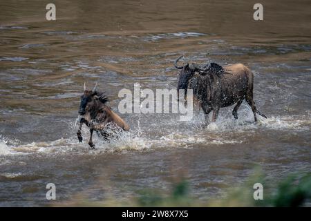 Blaugnus folgt dem Kalb über den flachen Fluss Stockfoto