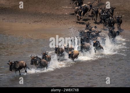 Blaues Gnus galoppiert in Sprühnebel über den Fluss Stockfoto